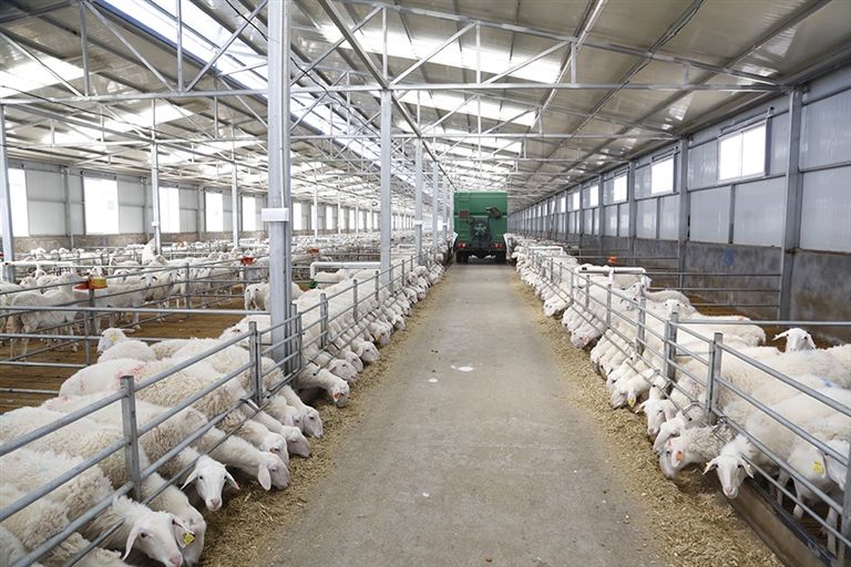 羊糞新思路：配套果園自產有機肥，立省肥料開支